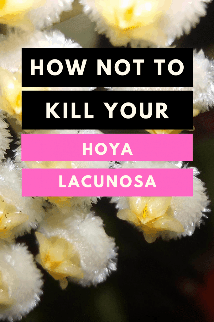 How not to kill your Hoya lacunosa