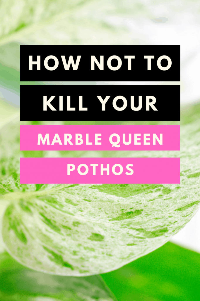  hur man inte dödar din Marble Queen Pothos