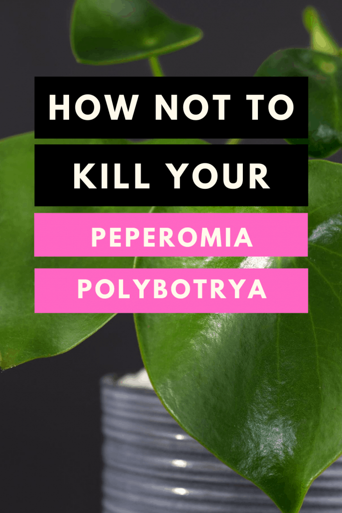 How not to kill your Peperomia Polybotrya