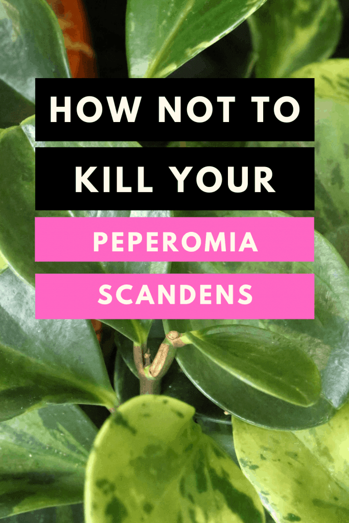 How not to kill your Peperomia Scandens