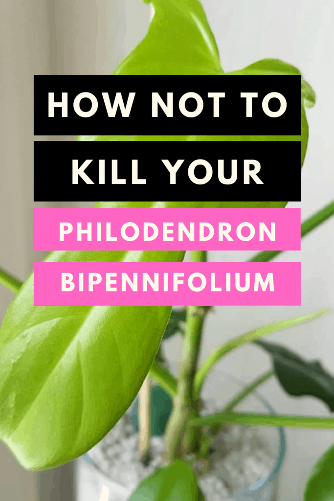 How not to kill your Philodendron Bipennifolium