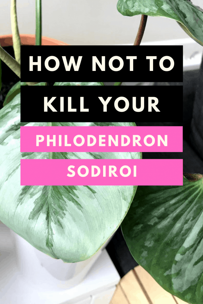 How not to kill your Philodendron Sodiroi