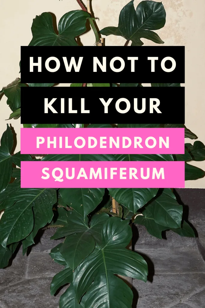 Philodendron Squamiferum Care