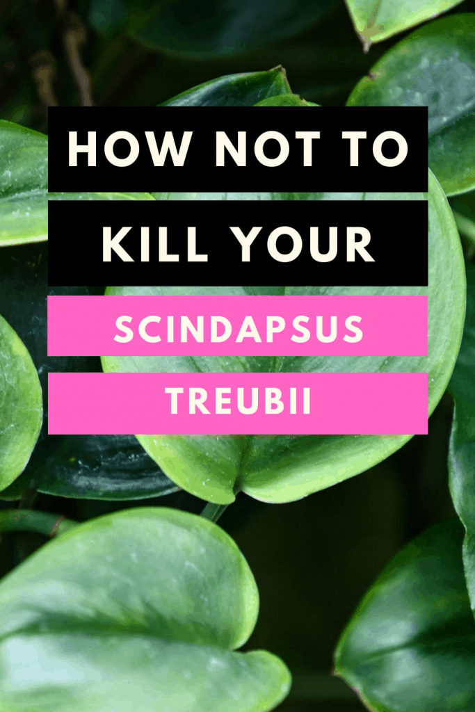 How not to kill your Scindapsus treubii
