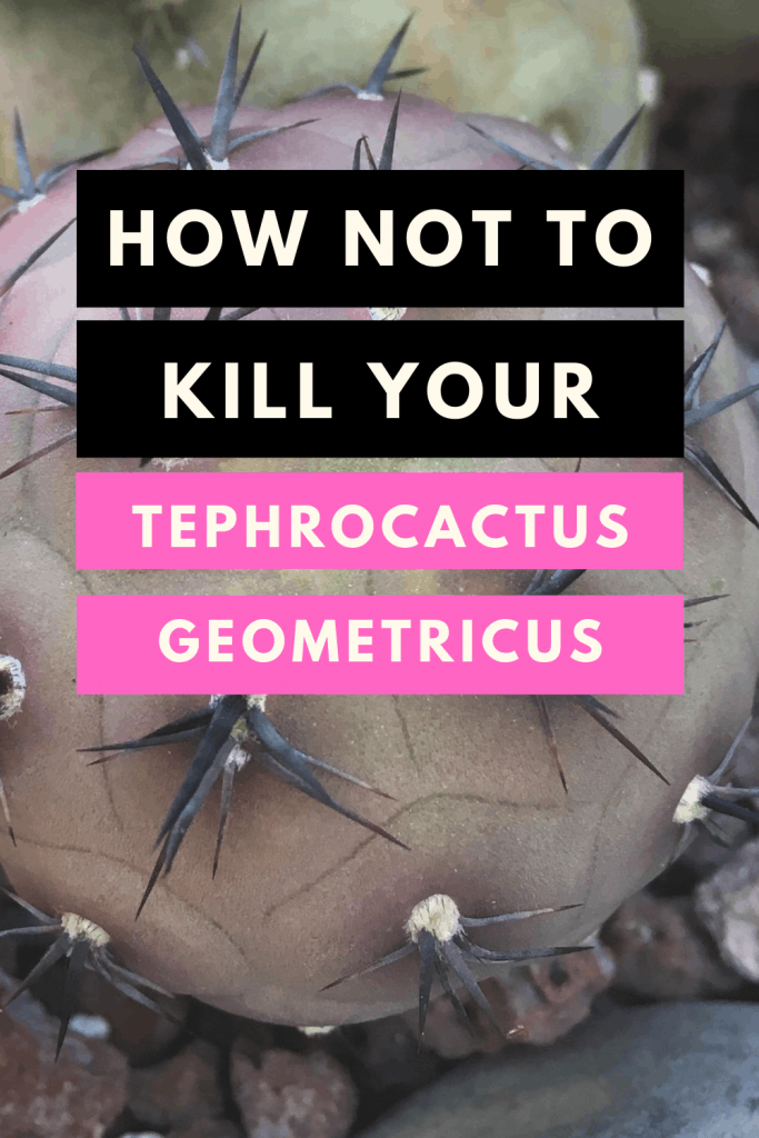 Tephrocactus Geometricus Care