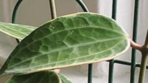 #1 Hoya Macrophylla Care Tips for Beginners