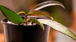 Hoya Wayetii Plant Care