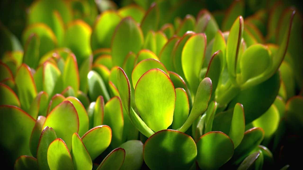 Jade Plant 