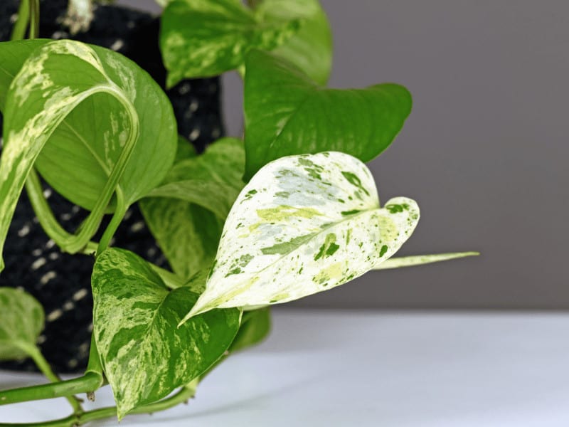 Marble Queen Pothos