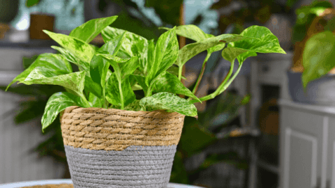 Marble Queen Pothos Care – My #1 Best Secrets!