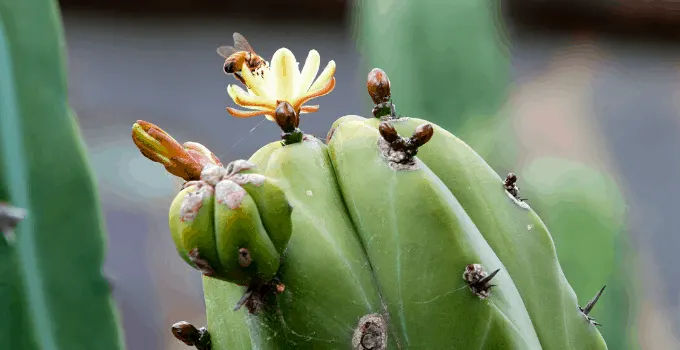 Myrtillocactus Geometrizans Cactus Care Done Right