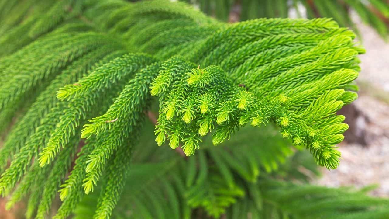 Norfolk Island Pine 