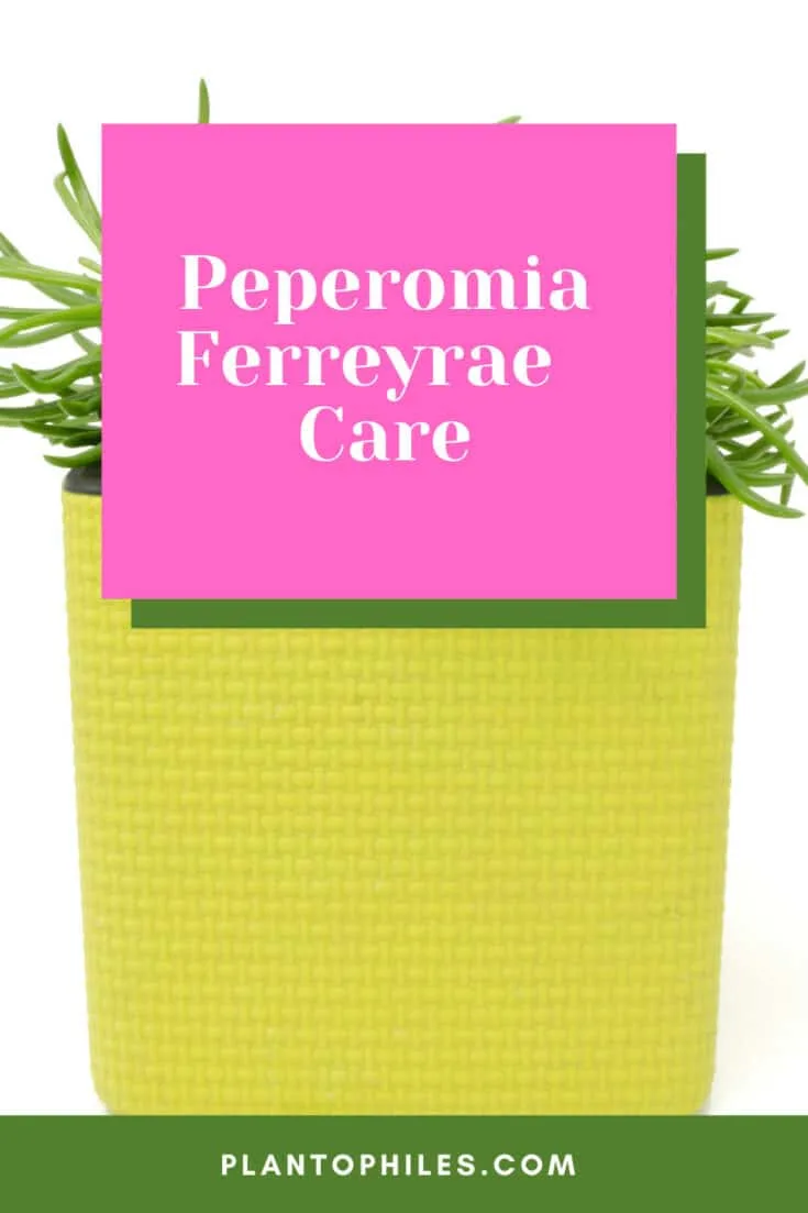 Peperomia ferreyrae Care
