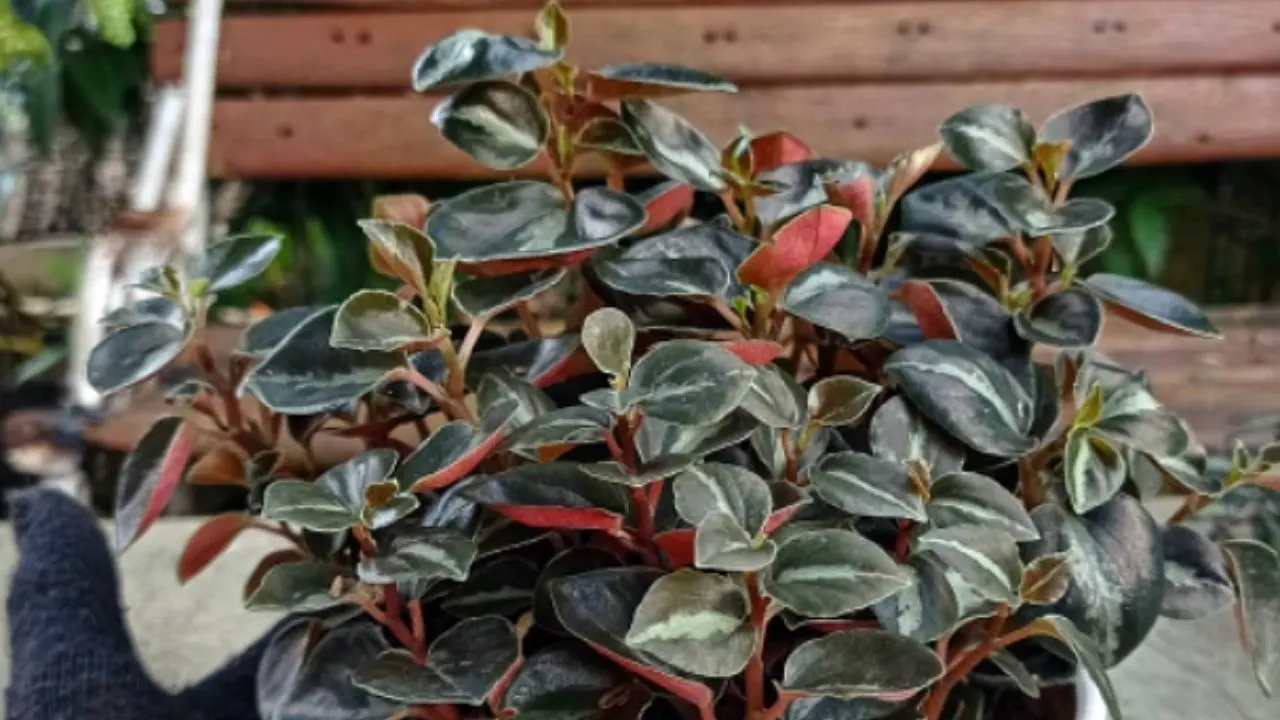 Peperomia Metallica is another gorgeous plant you can grow on your east-facing windows