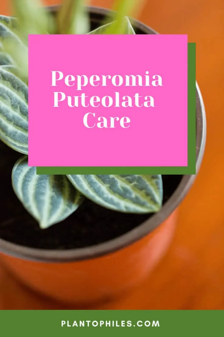 Peperomia Puteolata Care - #1 Best Guide 1