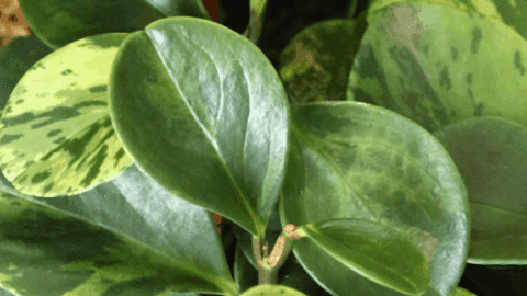 Peperomia Scandens Step-By-Step Care Guide