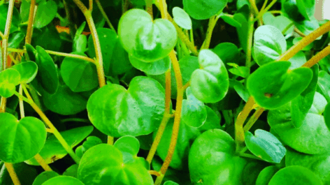 Peperomia Serpens #1 Best Care Tips