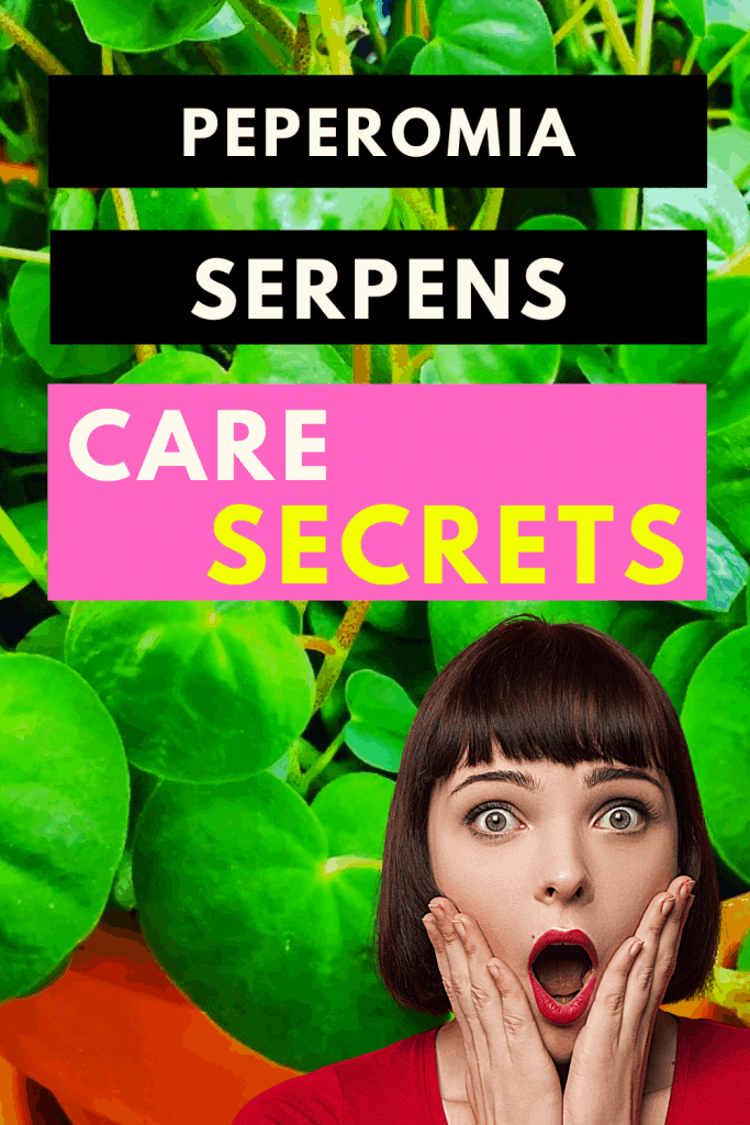 Peperomia Serpens Care Secrets