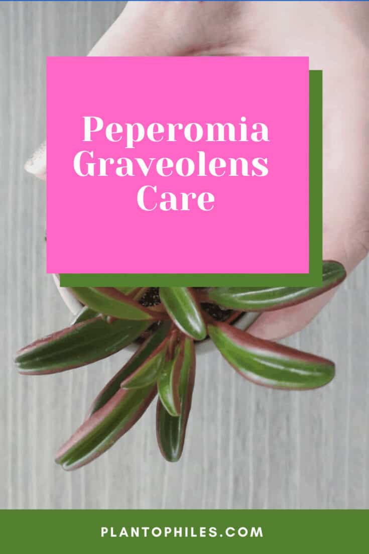 Peperomia graveolens Care