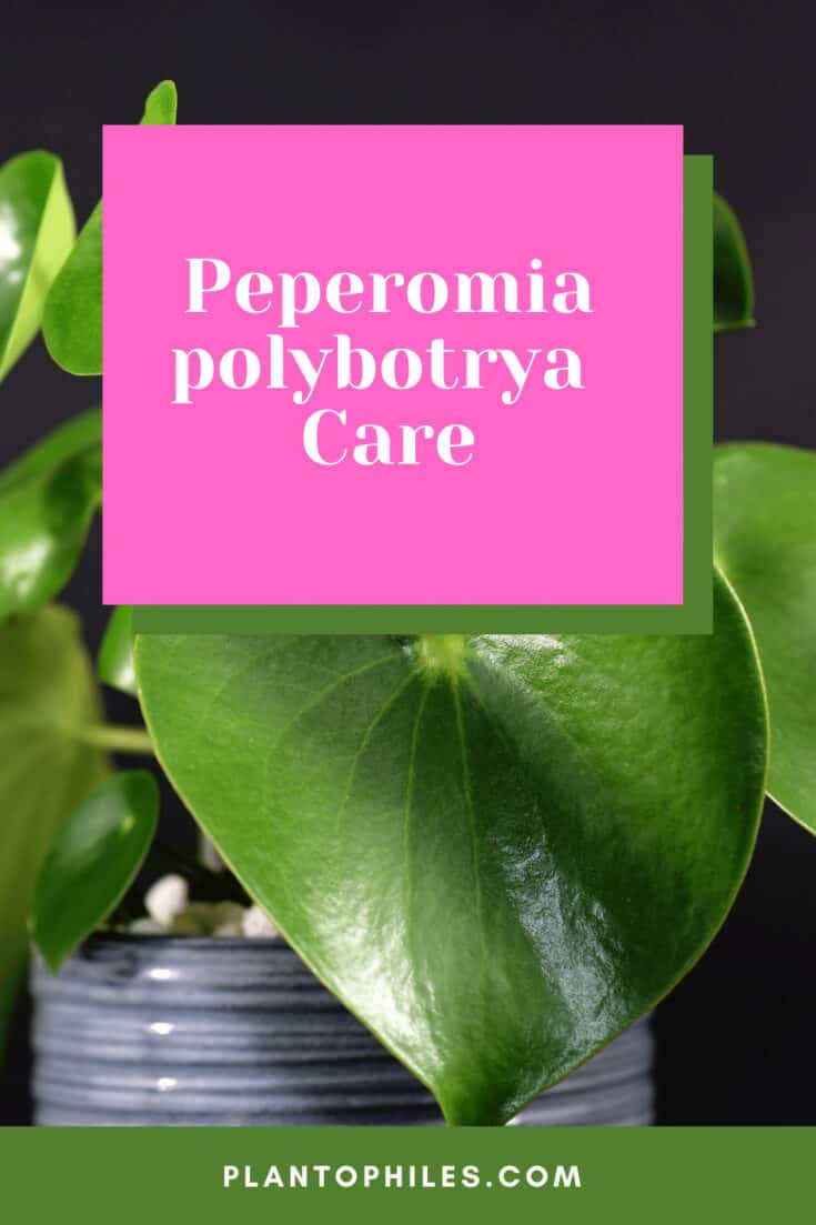 Peperomia polybotrya Care