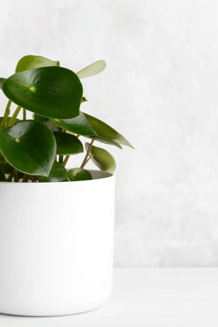 Peperomia puteolata is a succulent plant that is fine with low humidity levels around 40% or lower
