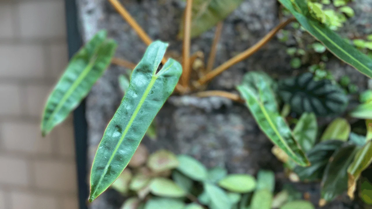 Philodendron Billietiae Care
