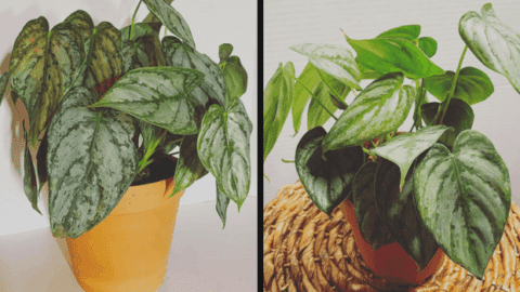 Philodendron Brandtianum #1 Best Care Tips