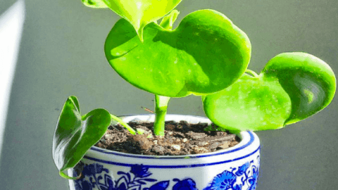 Philodendron Grazielae Care Tips that Will Get You Results