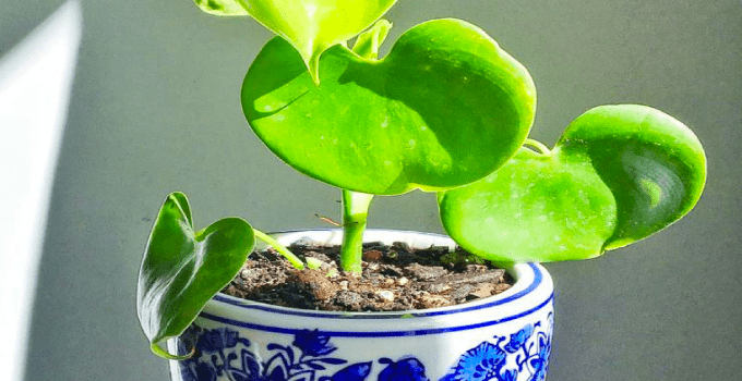 Philodendron Grazielae Care Tips That Will Get You Results