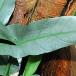 Philodendron Hastatum Plant Care