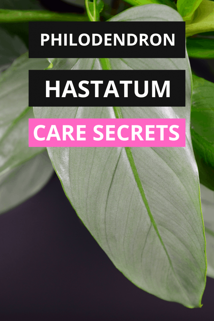 Philodendron Hastatum The Ultimate Care Guide