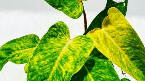 Philodendron Painted Lady – #1 Best Care Tips