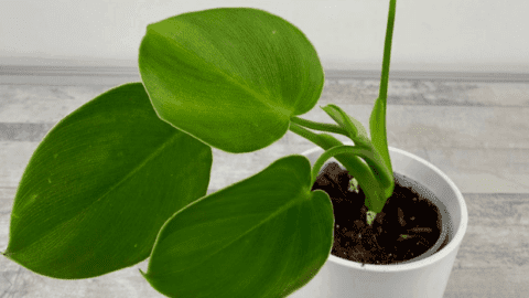 Philodendron Rugosum Best Care Tips