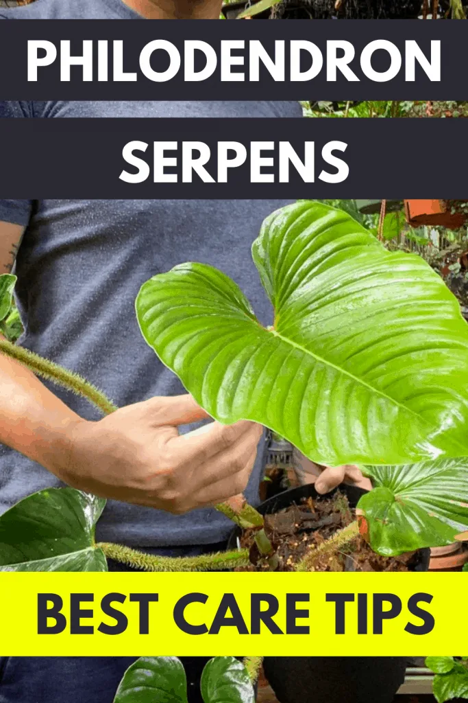 Philodendron Serpens Care ― The Definitive Guide 1
