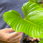 Philodendron Serpens Care