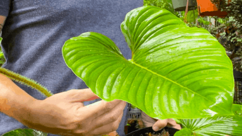 Philodendron Serpens Care ―  The Definitive Guide