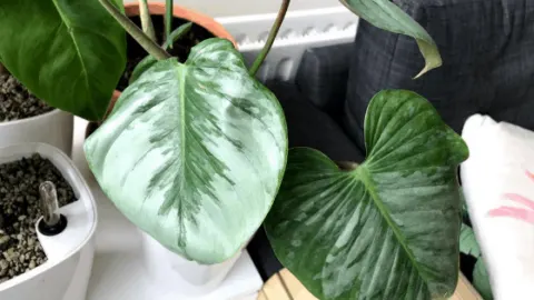 Philodendron Sodiroi Care &ndash; What you didn&rsquo;t know!