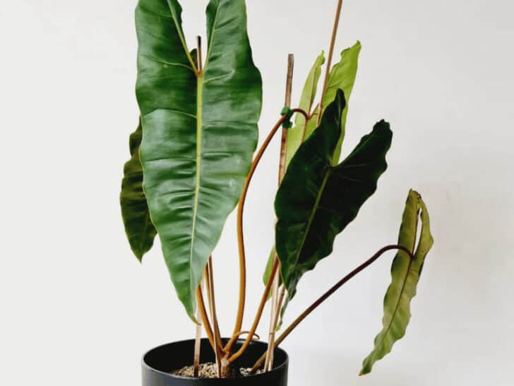 Philodendron Billietiae Care - #1 Step By Step Tutorial