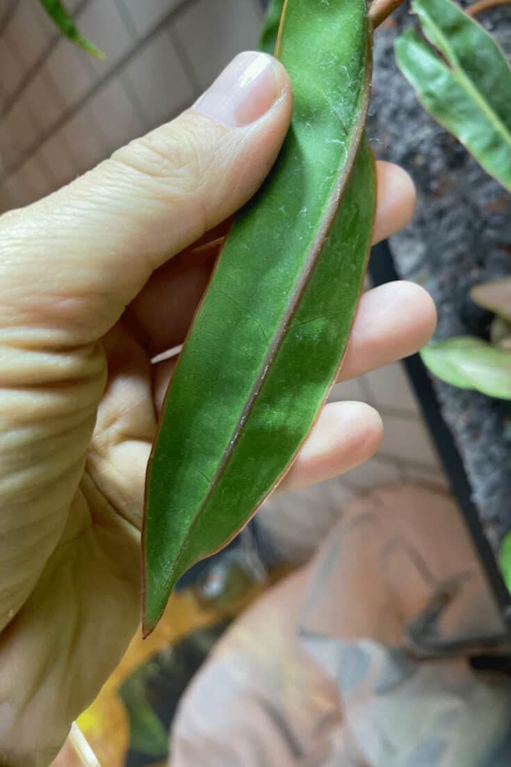 Philodendron billietiae abaxial leaf with the reddish midrib