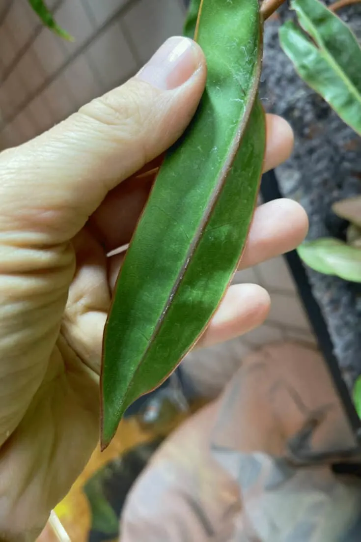 Philodendron billietiae abaxial leaf with the reddish midrib
