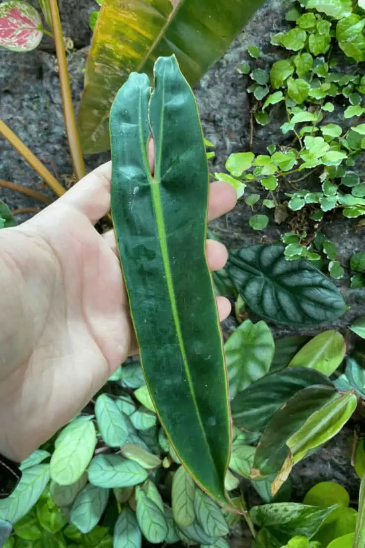 Philodendron billietiae prefers high humidity above 50%