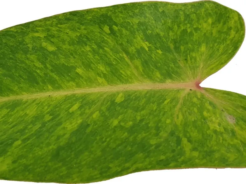 Philodendron erubescens 'Painted Lady' Leaf