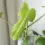 Philodendron Bipennifolium – #1 Care Gudie