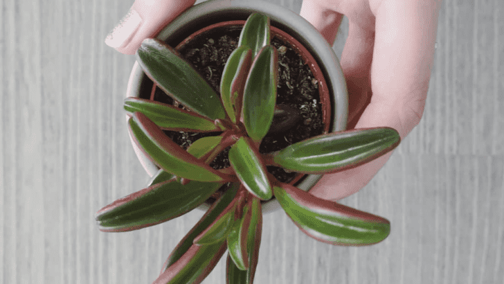 Peperomia Graveolens Care – The #1 Best Facts!
