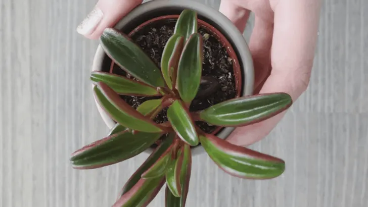 Peperomia Graveolens Care &ndash; The #1 Best Facts!