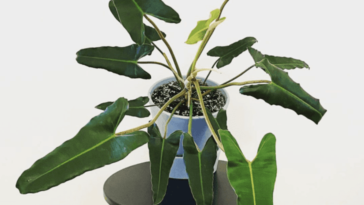 Philodendron Atabapoense Care — How To Succeed