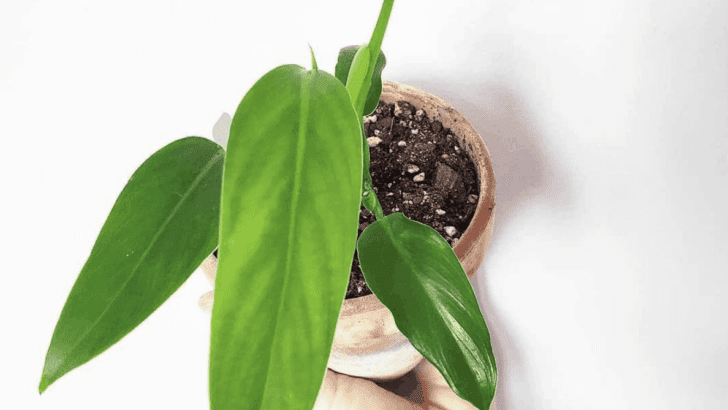 Philodendron Domesticum Care – What you need to know
