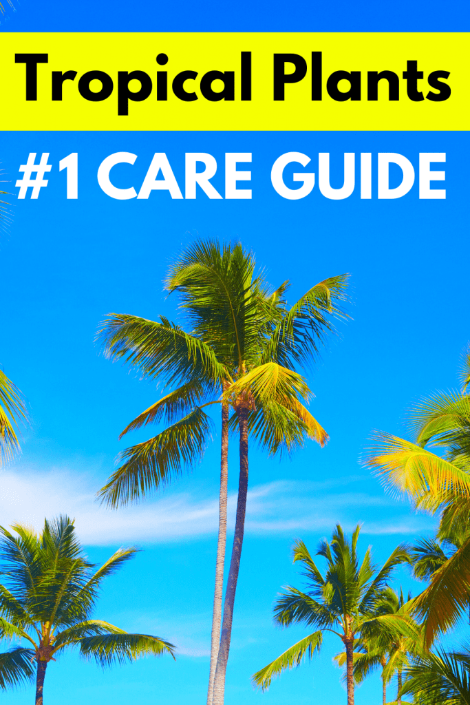 Tropical Plants Care Guide