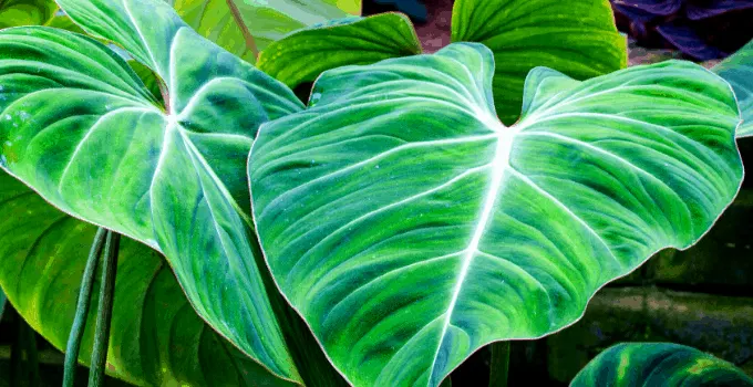 Tropical Plants Philodendron