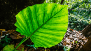 Tropical Plants Plant Care Guide